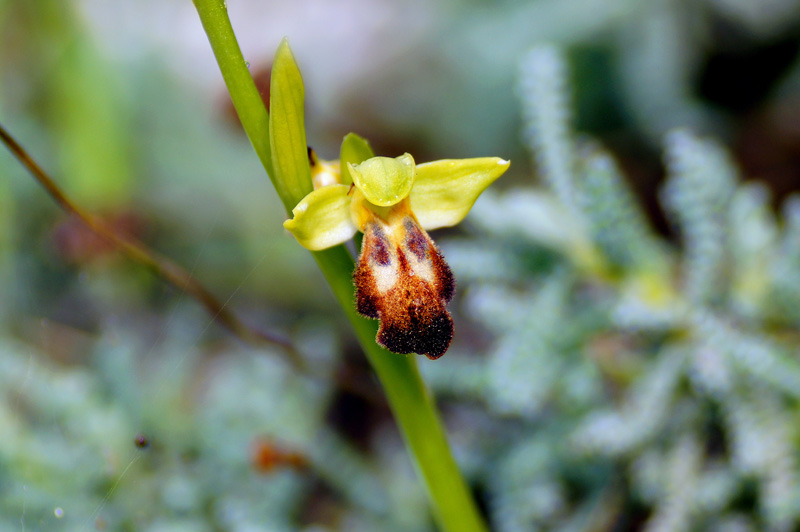 Orchidea da determinare